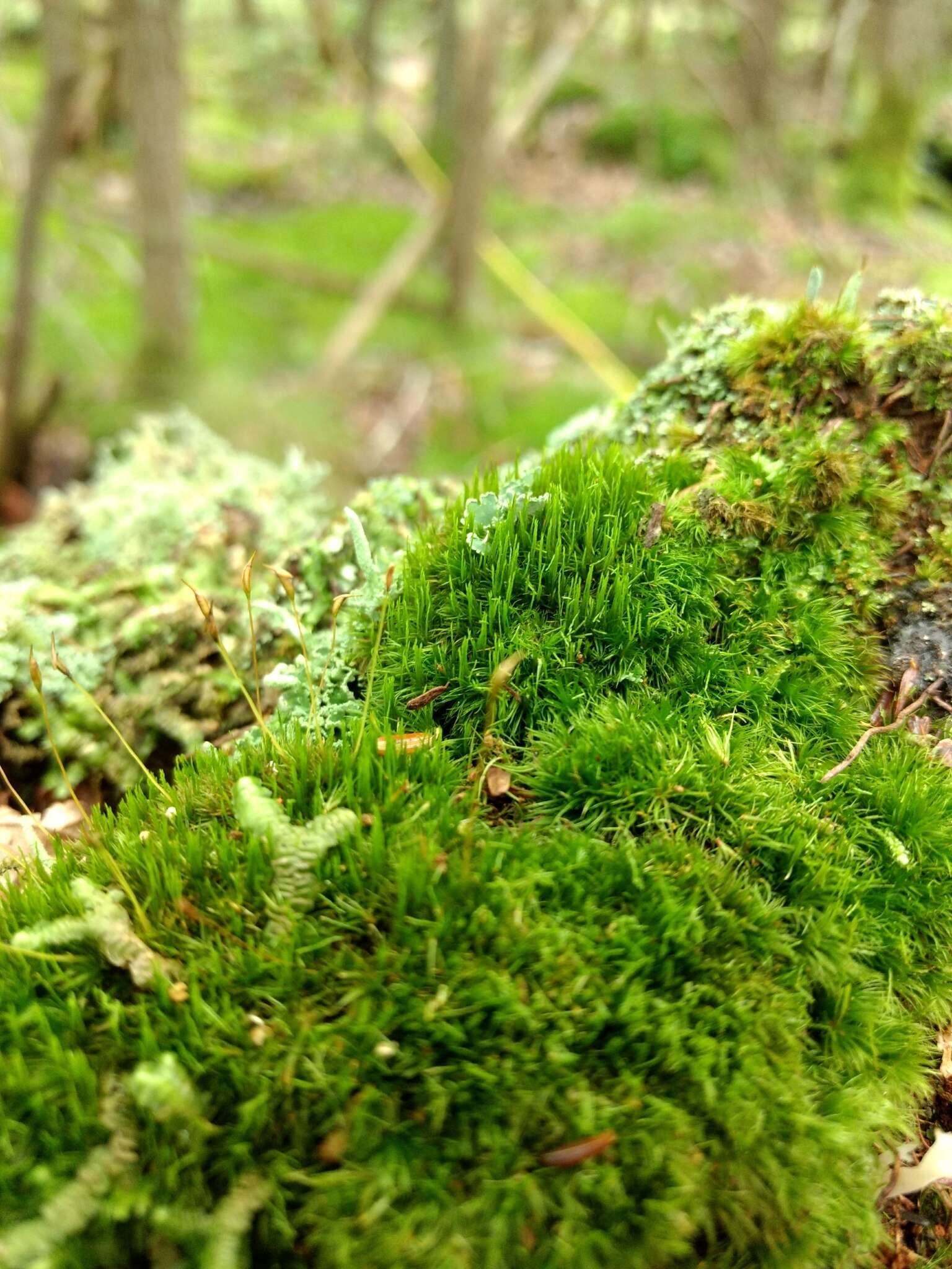 Image of Whip Broom Moss