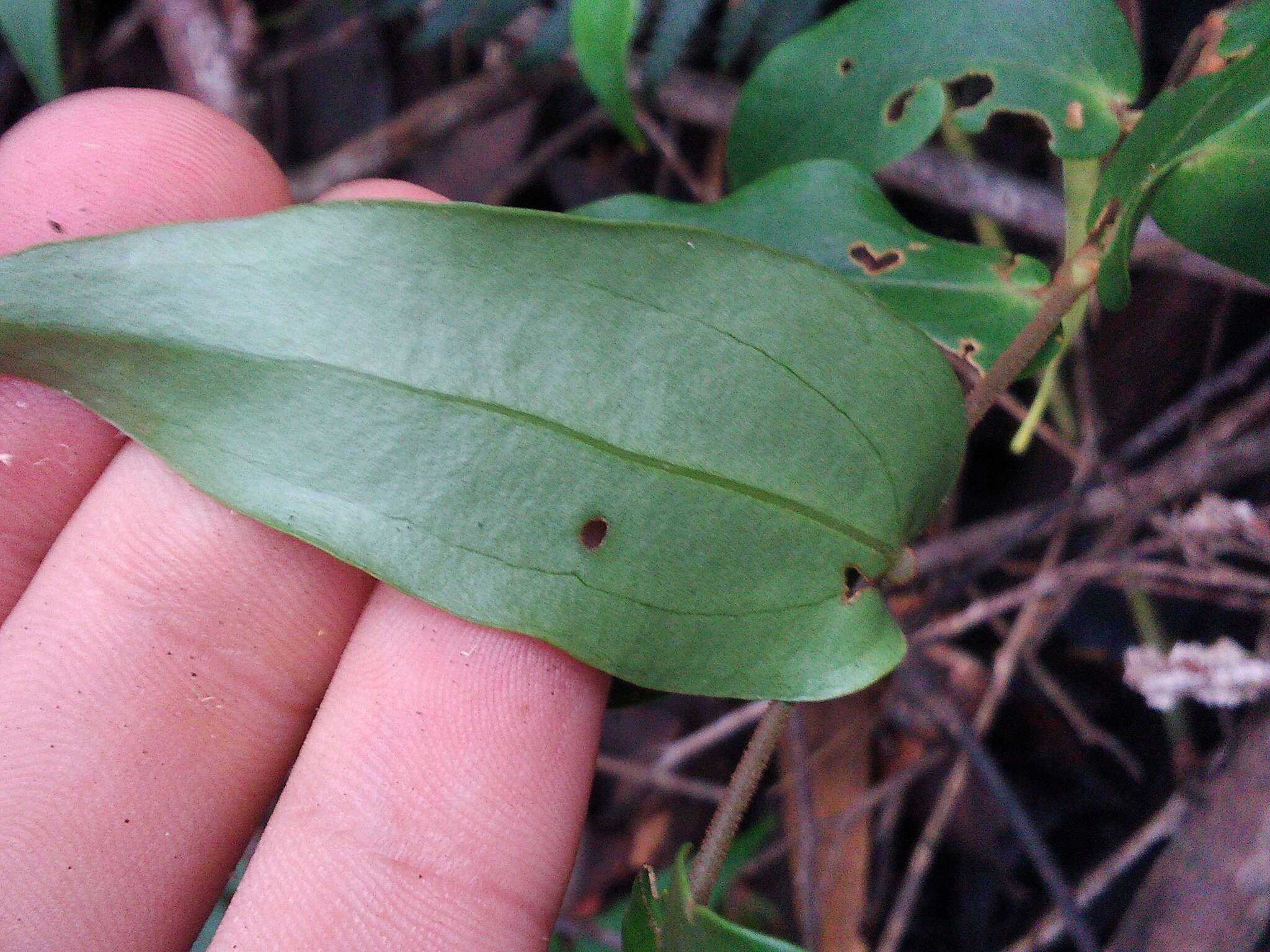 Image of Ripogonum fawcettianum F. Muell. ex Benth.