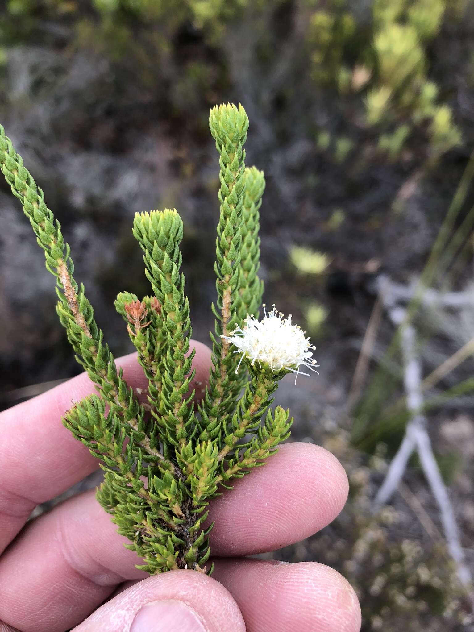 Image of Agathosma scaberula Dümmer