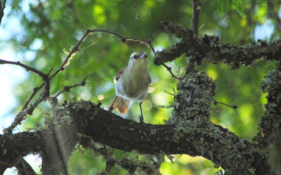 Image of Stripe-crowned Spinetail