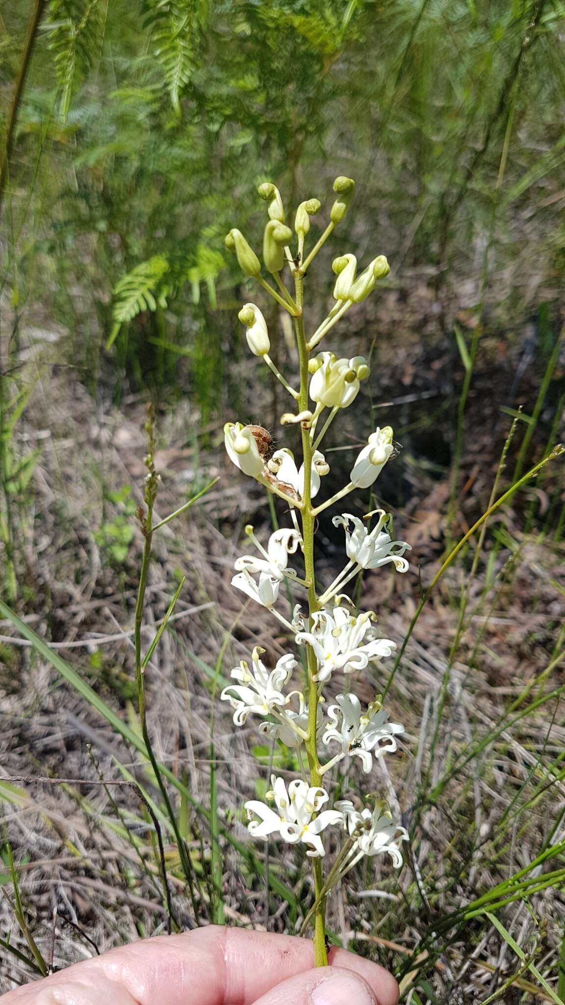 Image of Lomatia ilicifolia R. Br.