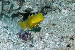 Image of Yellow prawn-goby