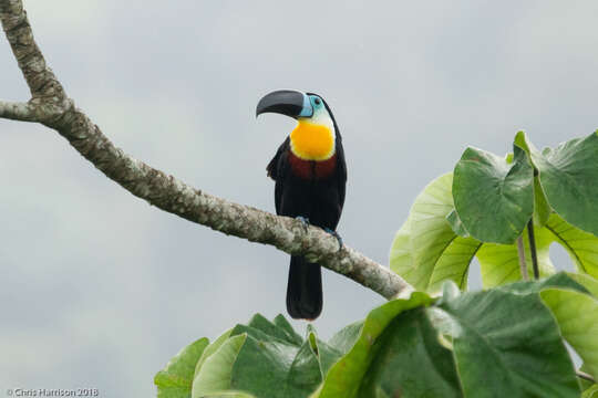 Image de Toucan ariel