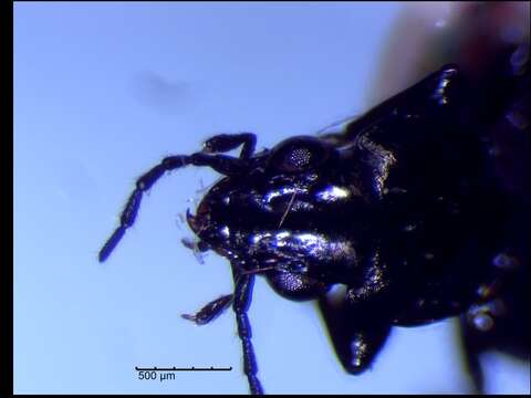 Image of Bembidion (Plataphus) occultator Notman 1920