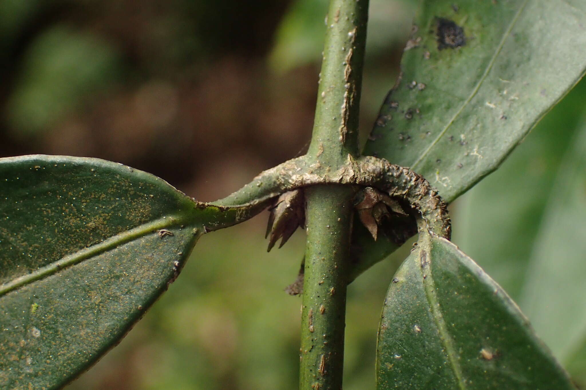 Imagem de Gardneria multiflora Makino