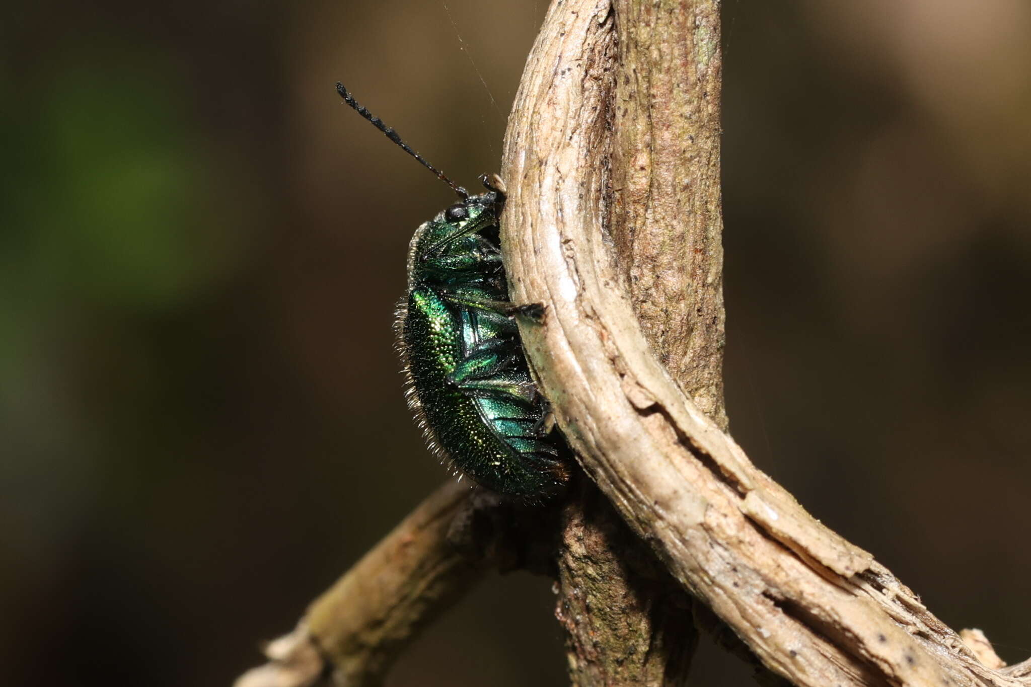 Abirus fortuneii (Baly 1861)的圖片