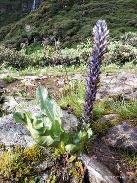 Слика од Lagotis crassifolia Prain