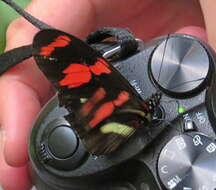 Image de Heliconius telesiphe Doubleday (1847)