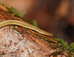 Fletchamia mediolineata (Dendy 1891) resmi