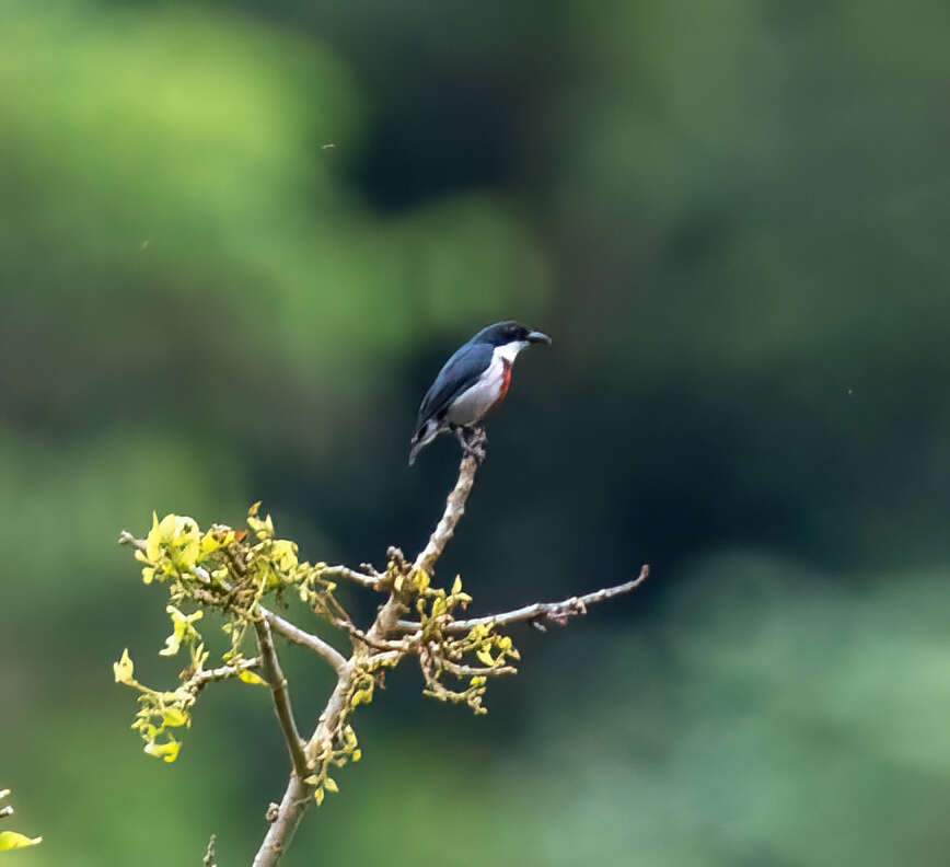 Image of Black-belted Flowerpecker