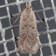 Image of Anacampsis comparanda Meyrick 1929