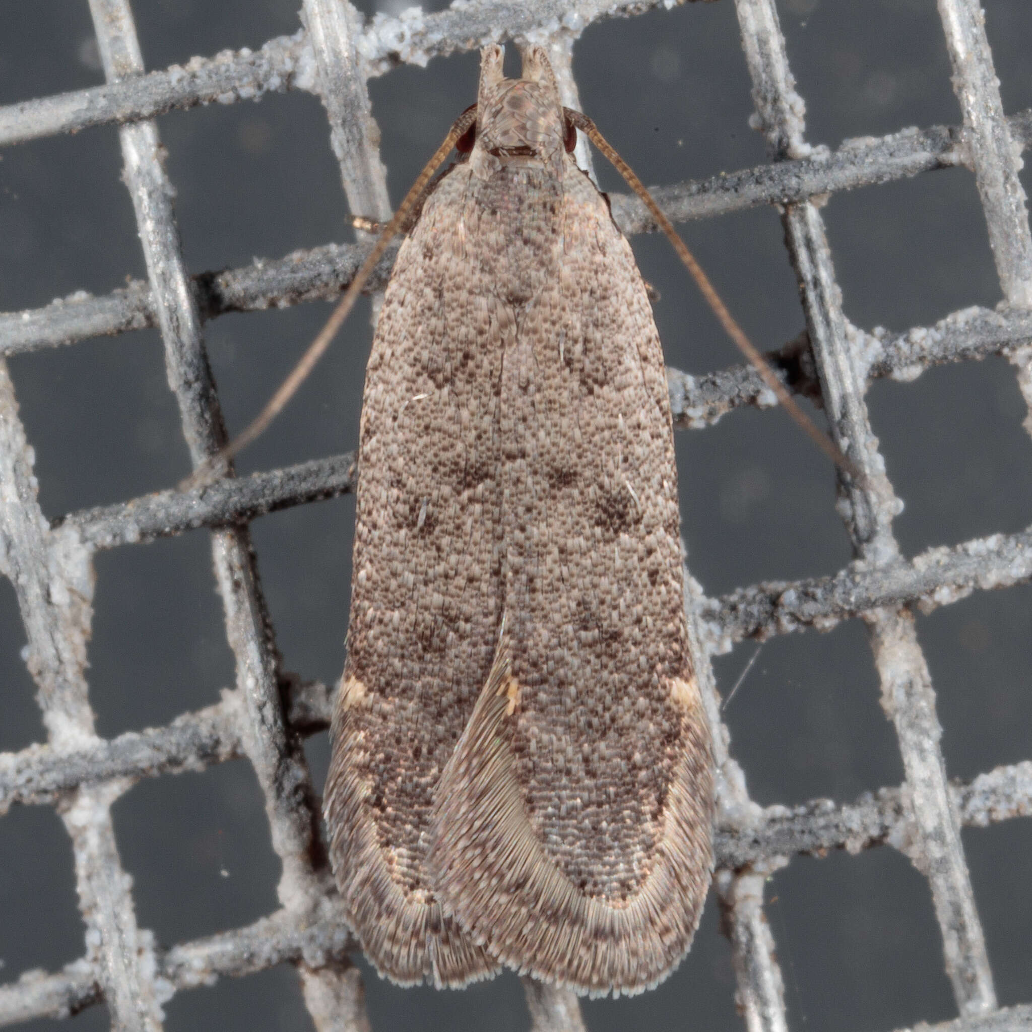 Image of Anacampsis comparanda Meyrick 1929