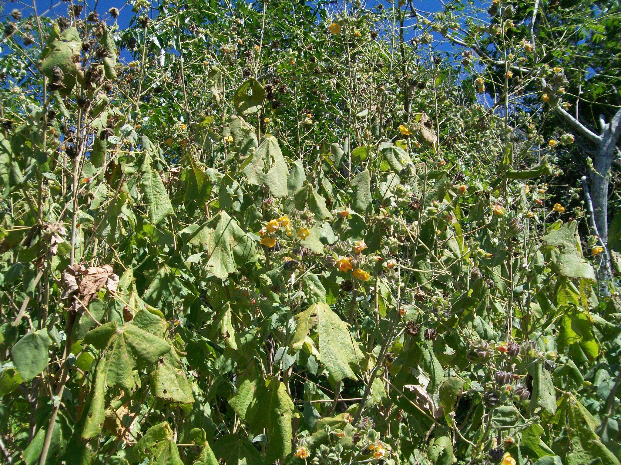 Image of Asian Indian-Mallow