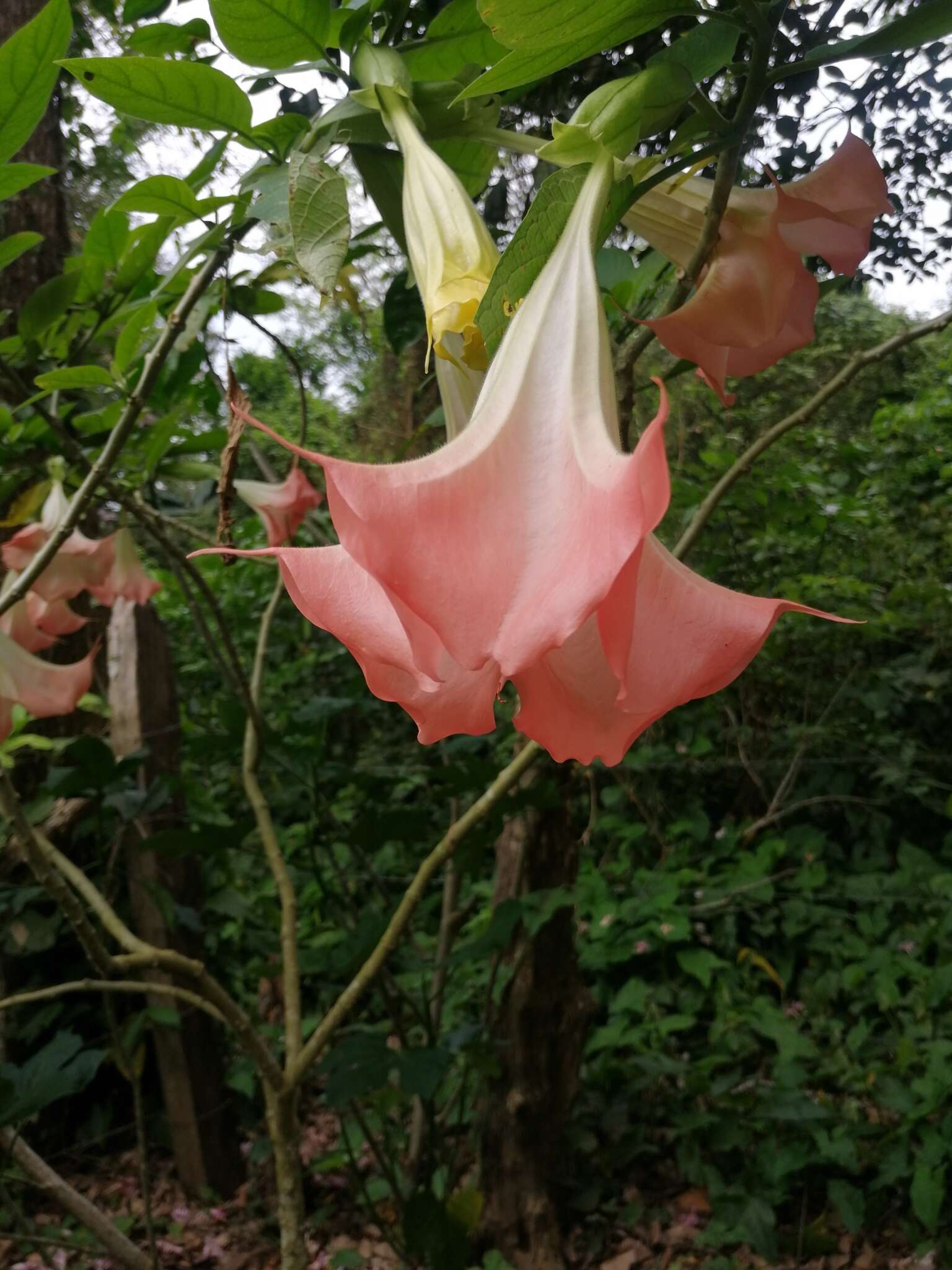 Image de Brugmansia insignis (Barb-Rodr.) T. E. Lockwood ex E. Wade Davis