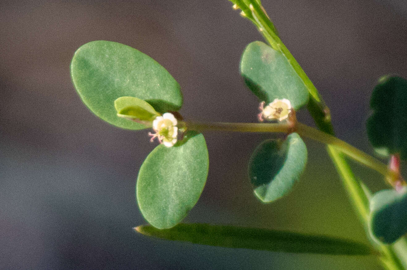 Слика од Euphorbia porteriana (Small) Oudejans