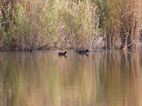 Image of Red-fronted Coot