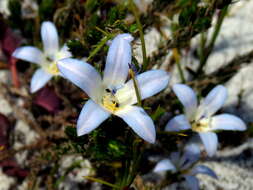 Image of Roella prostrata E. Mey. ex A. DC.