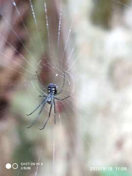 Image of Leucauge argentina (Hasselt 1882)