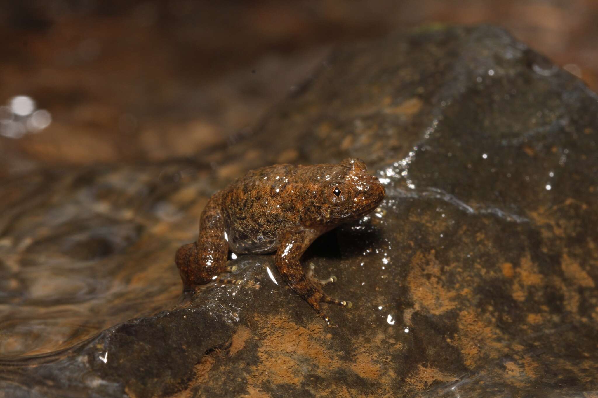 Image of Castle Rock Wrinkled Frog