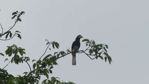Image of Piping Hornbill