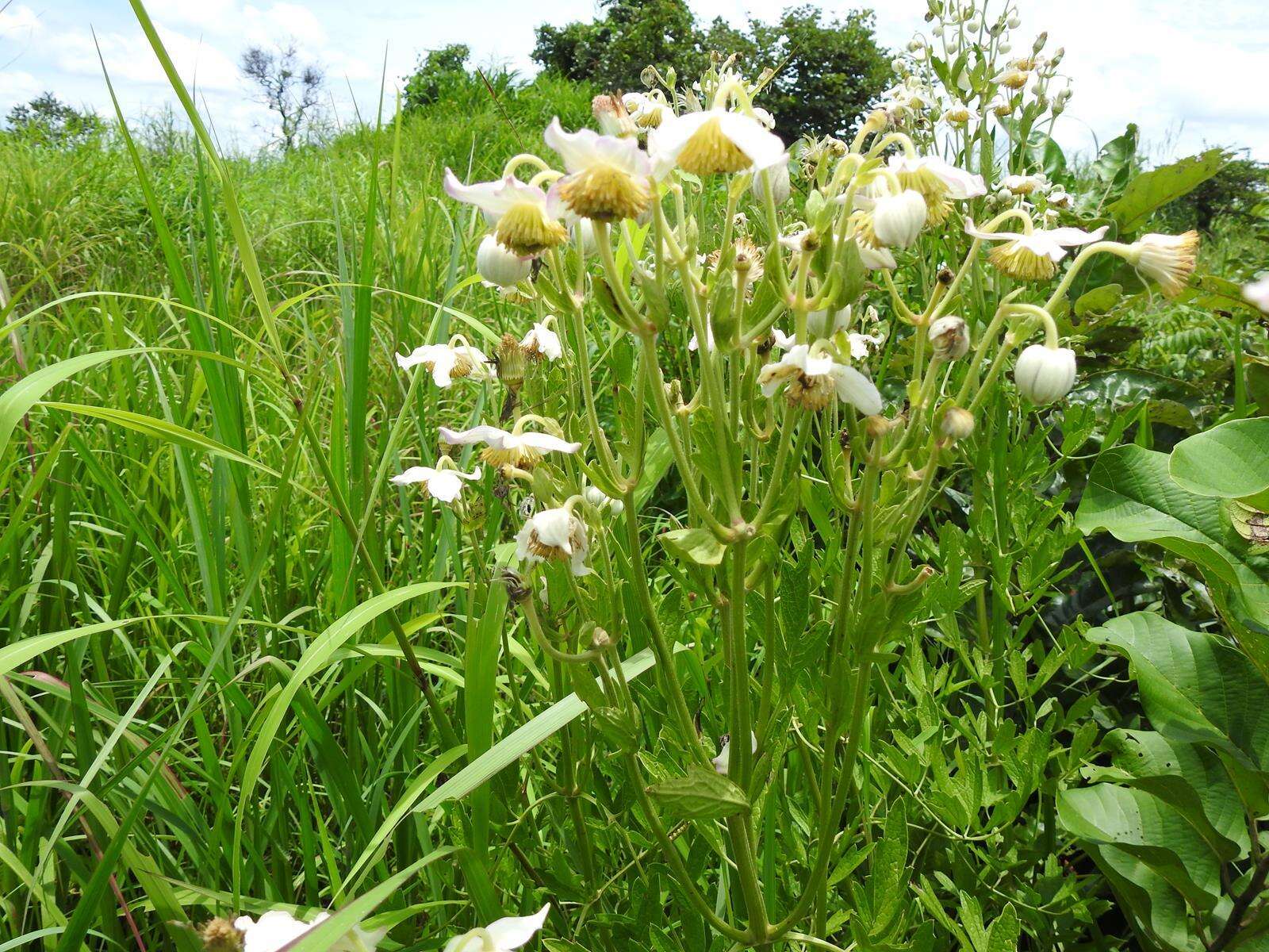 Image of Clematis villosa DC.