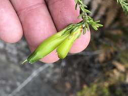 Plancia ëd Erica viridiflora Andr.