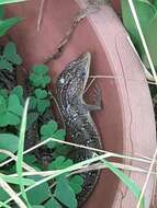 Image of Texas Alligator Lizard