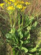 Image of Senecio coronatus (Thunb.) Harv.