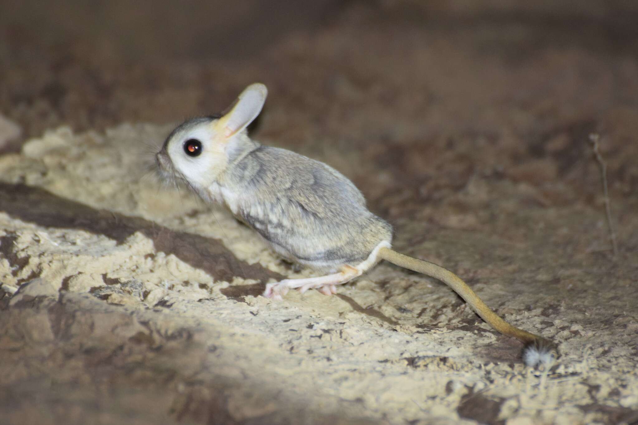 Image of fat-tailed jerboa