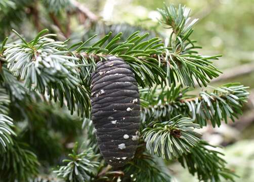 Image de Abies nephrolepis (Trautv. ex Maxim.) Maxim.