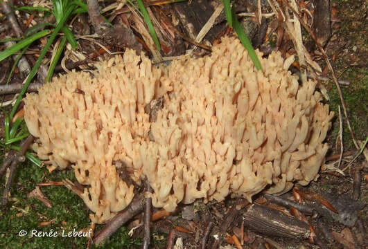 Image of Ramaria sanguinea (Pers.) Quél. 1888