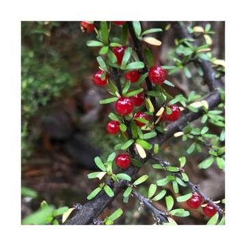 Image of Coprosma cuneata Hook. fil.