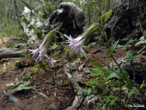 Image of Perezia nutans Less.