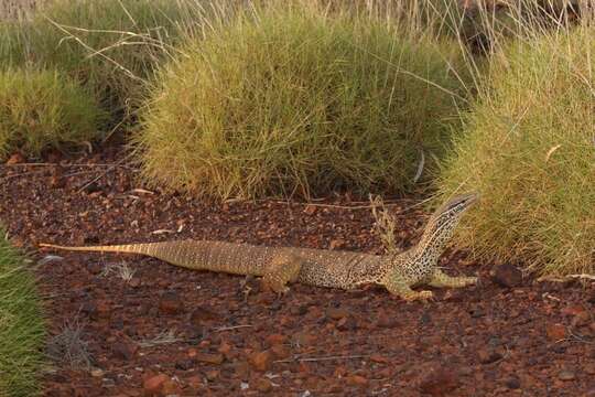 صورة Varanus panoptes panoptes (Storr 1980)