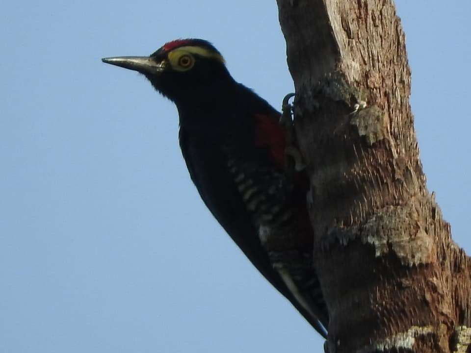 Image of Tellow-tufted Woodpecker