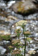 Imagem de Selinum rhodopetalum (Pimenov & Kljuykov) Hand