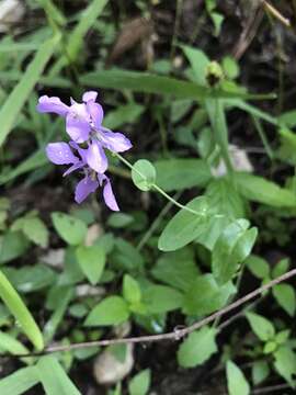 Image of bracted jewelflower