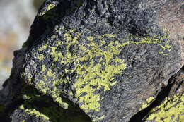 Image of Gold cobblestone lichen