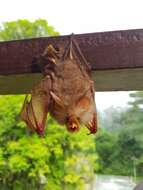 Image of Trefoil Horseshoe Bat
