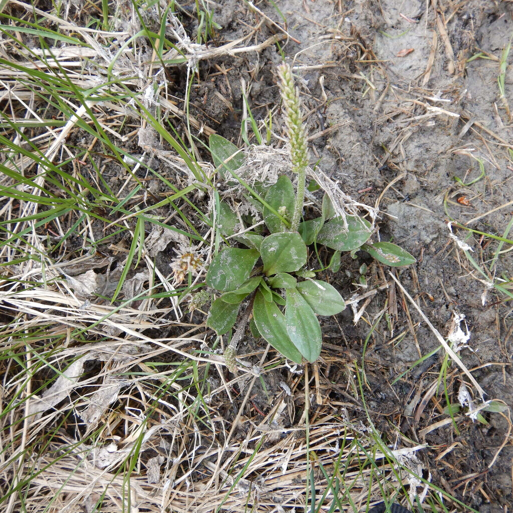 Image of redwool plantain