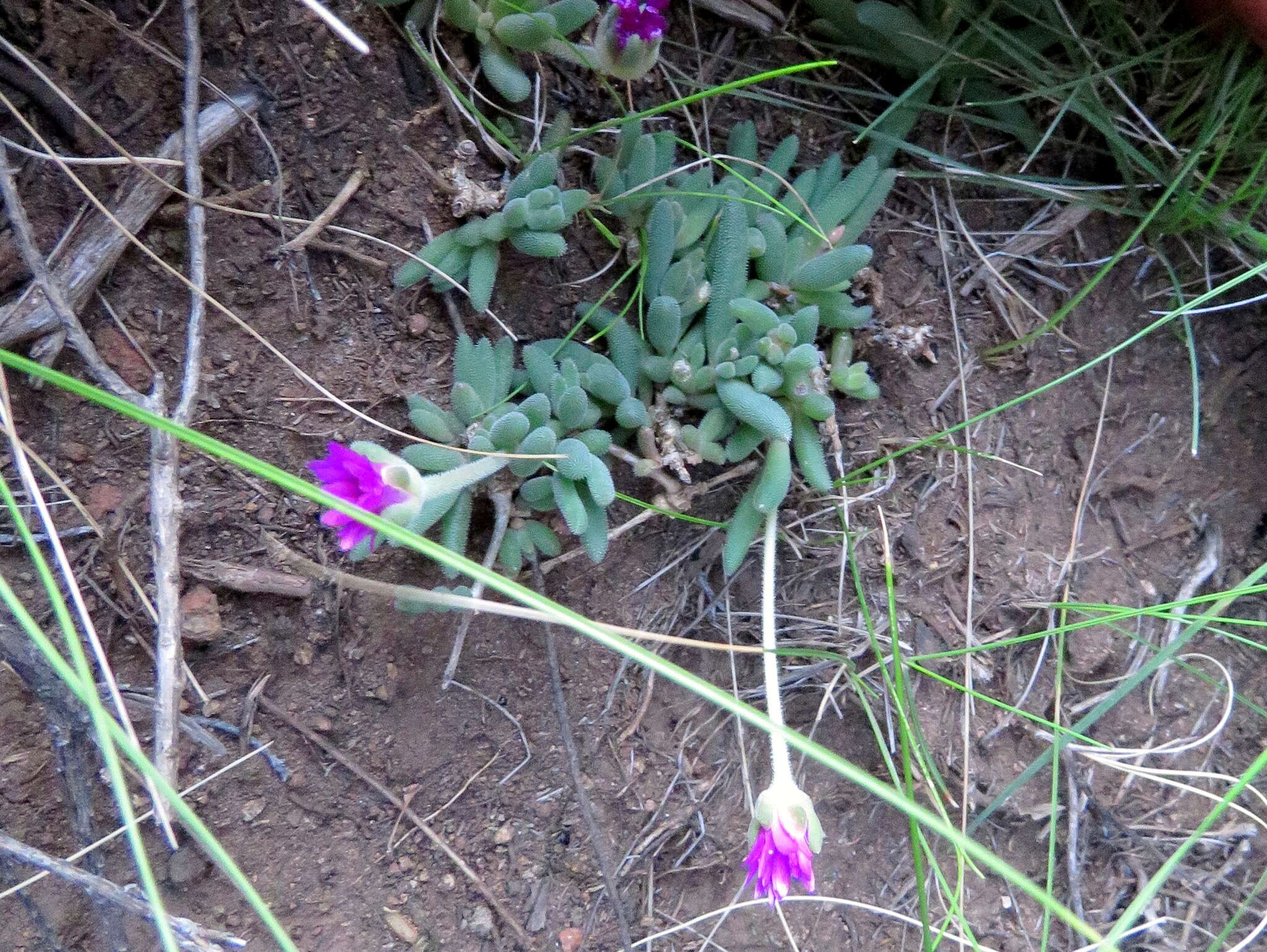 Image of Delosperma lootsbergense Lavis