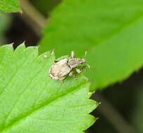 Polydrusus (Polydrusus) tereticollis (De Geer 1775) resmi