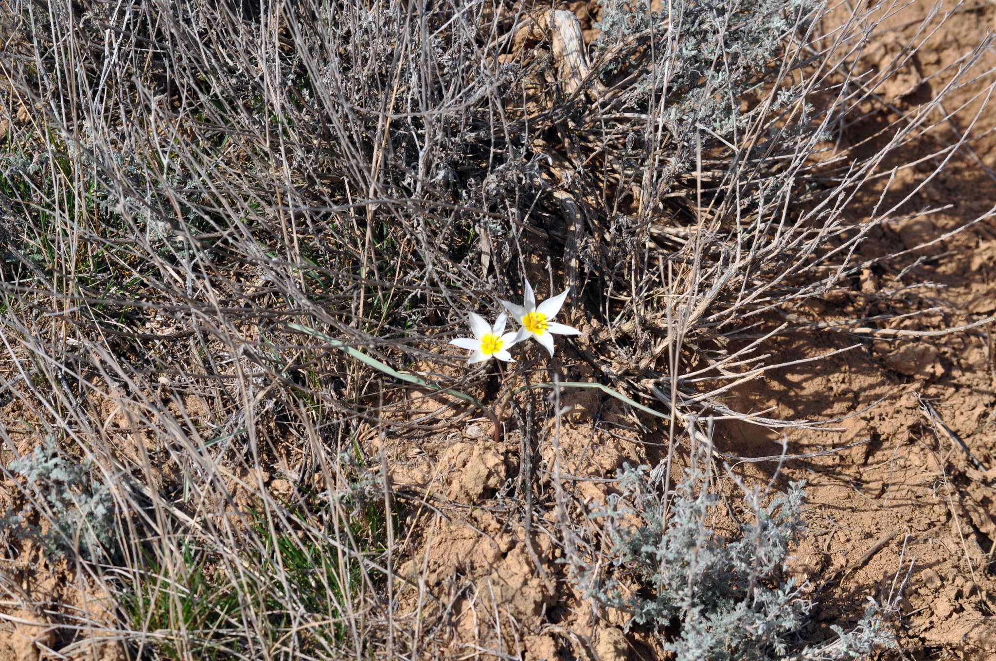 Image of Tulipa biflora Pall.