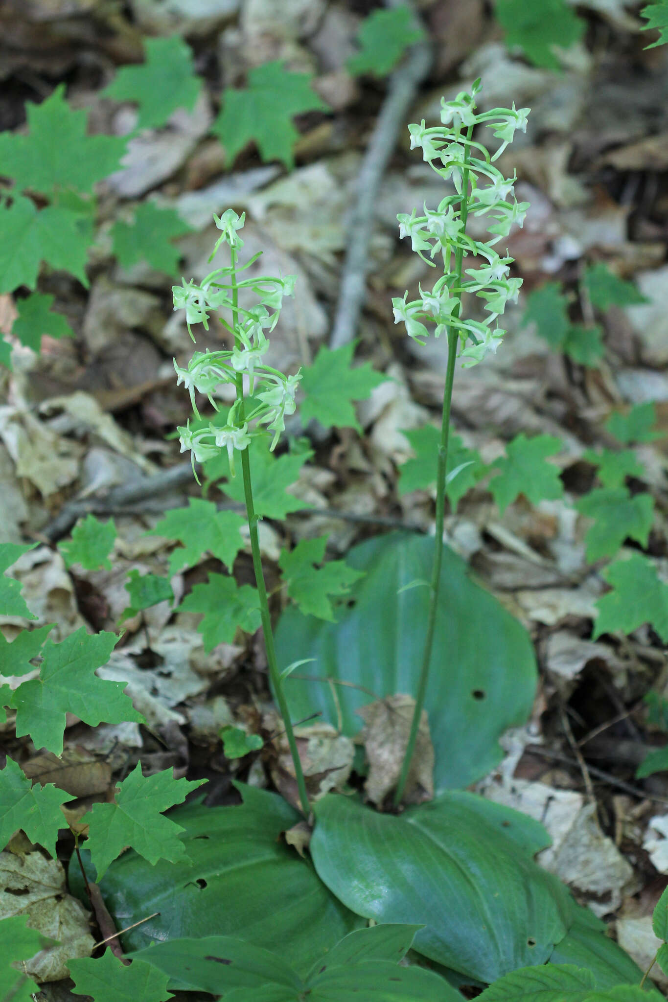 Слика од Platanthera orbiculata var. macrophylla (Goldie) Luer