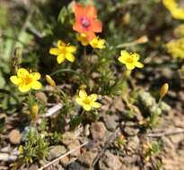 Image of bristly linanthus