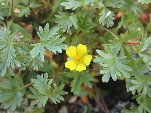 Image de Potentilla elegans Cham. & Schltdl.