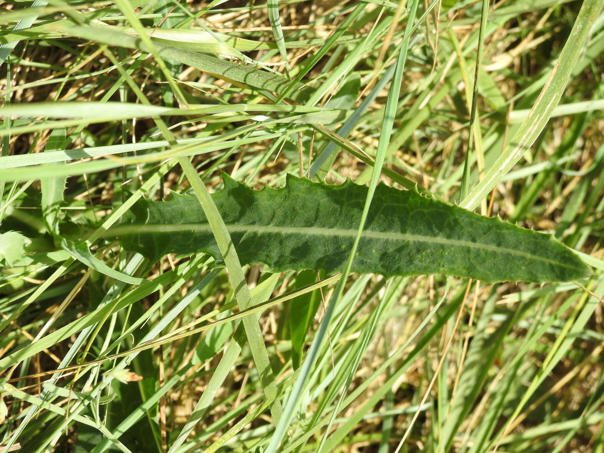 Image of Sonchus maritimus L.