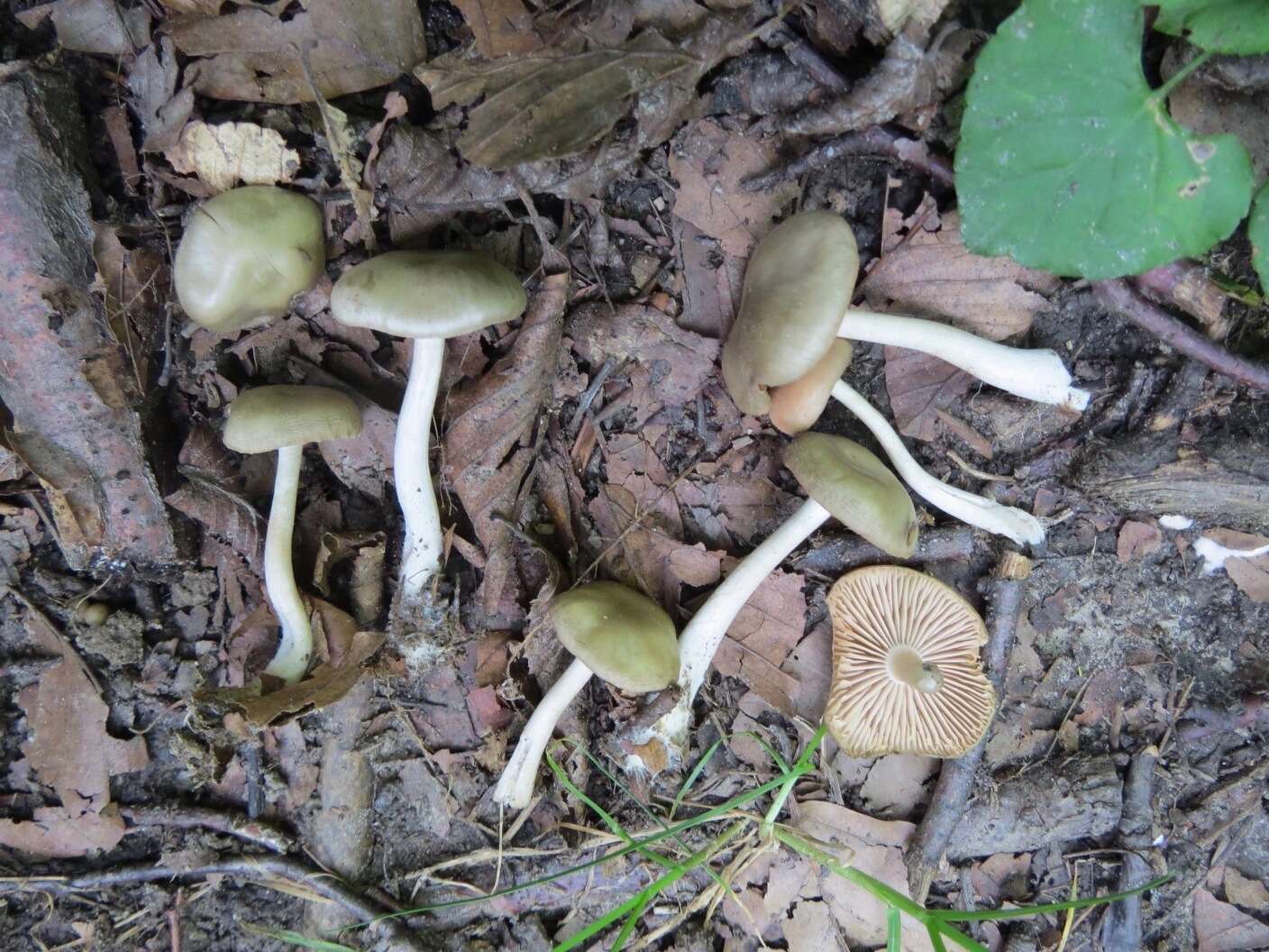 Image of Entoloma rhodopolium (Fr.) P. Kumm. 1871