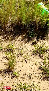 Image of Helichrysum krookii Moeser