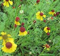 Helenium amarum var. badium (A. Gray ex S. Wats.) Waterfall resmi